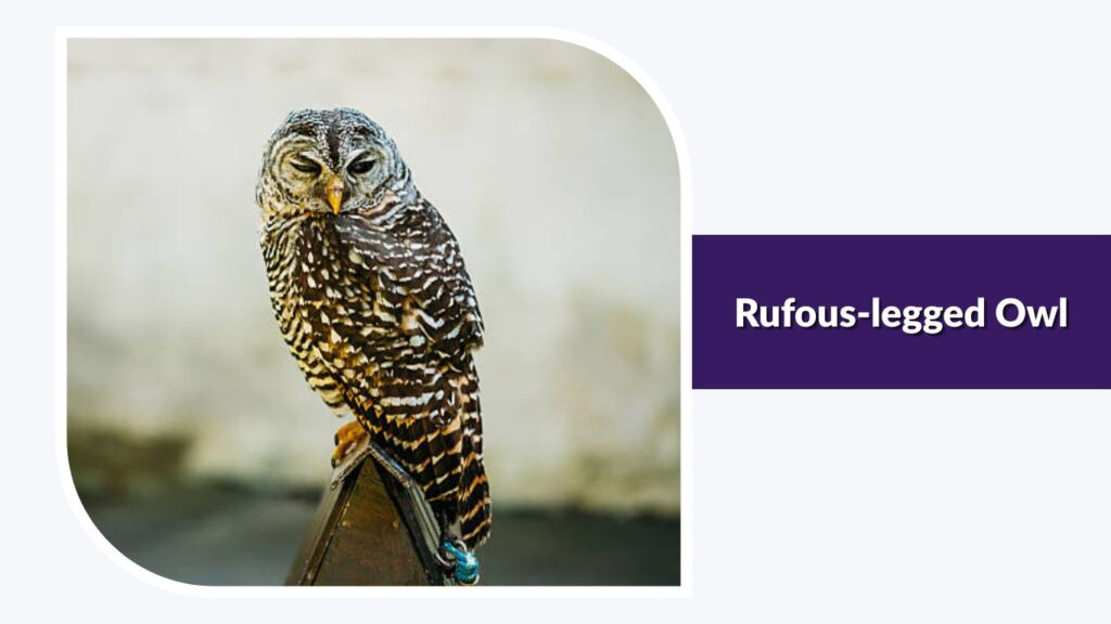 Rufous-legged Owl