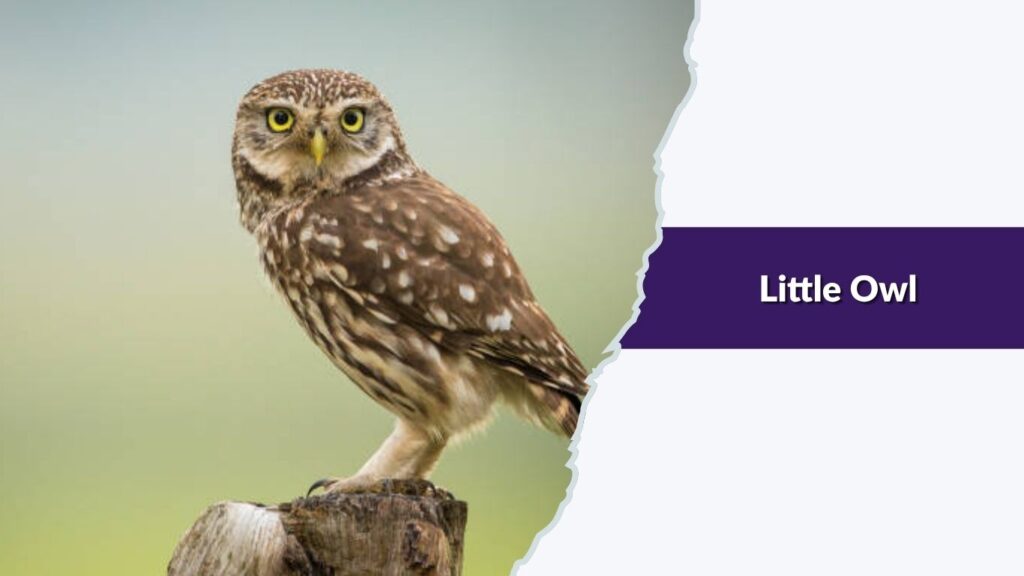 Little Owl