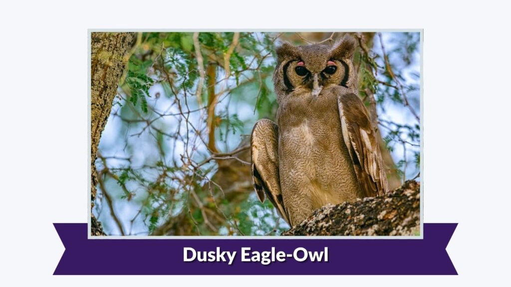 Dusky Eagle-Owl