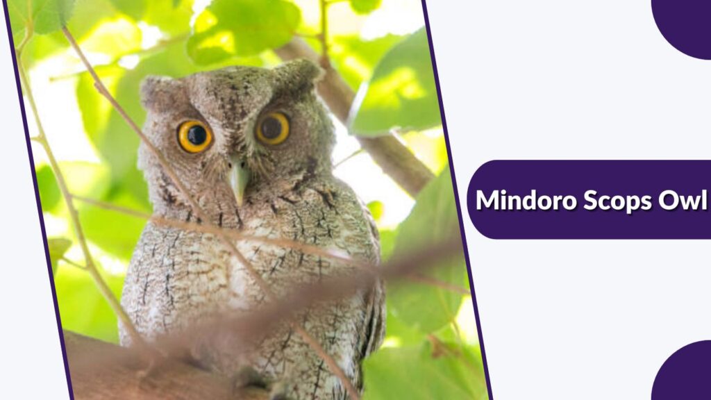 Mindoro Scops Owl