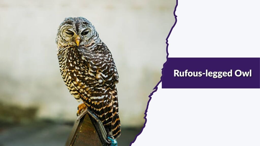 Rufous-legged Owl