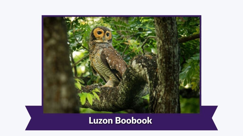 Luzon Boobook