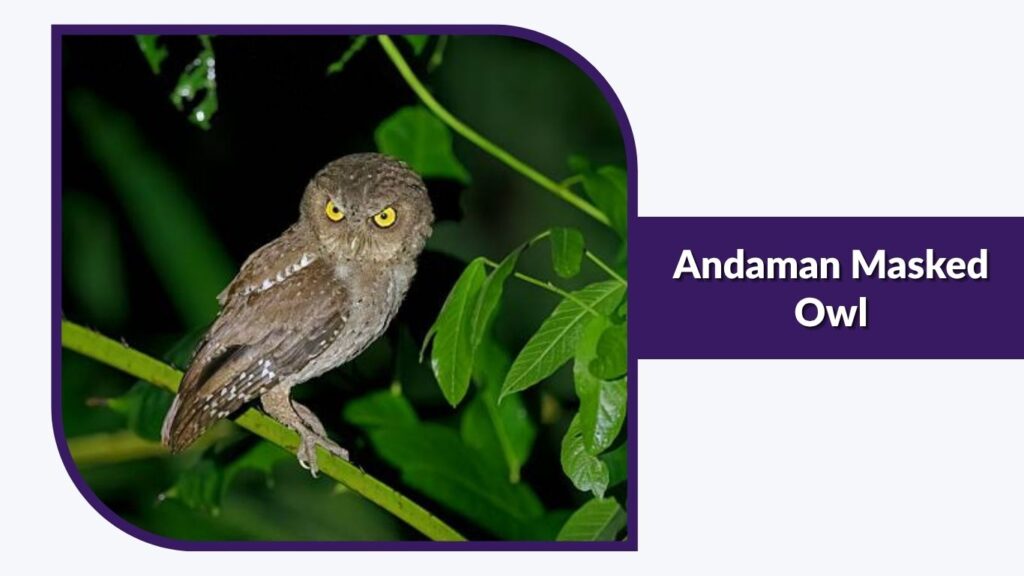 Andaman Masked Owl