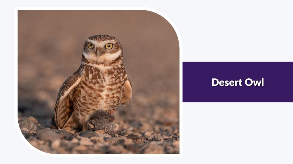 Desert Owl