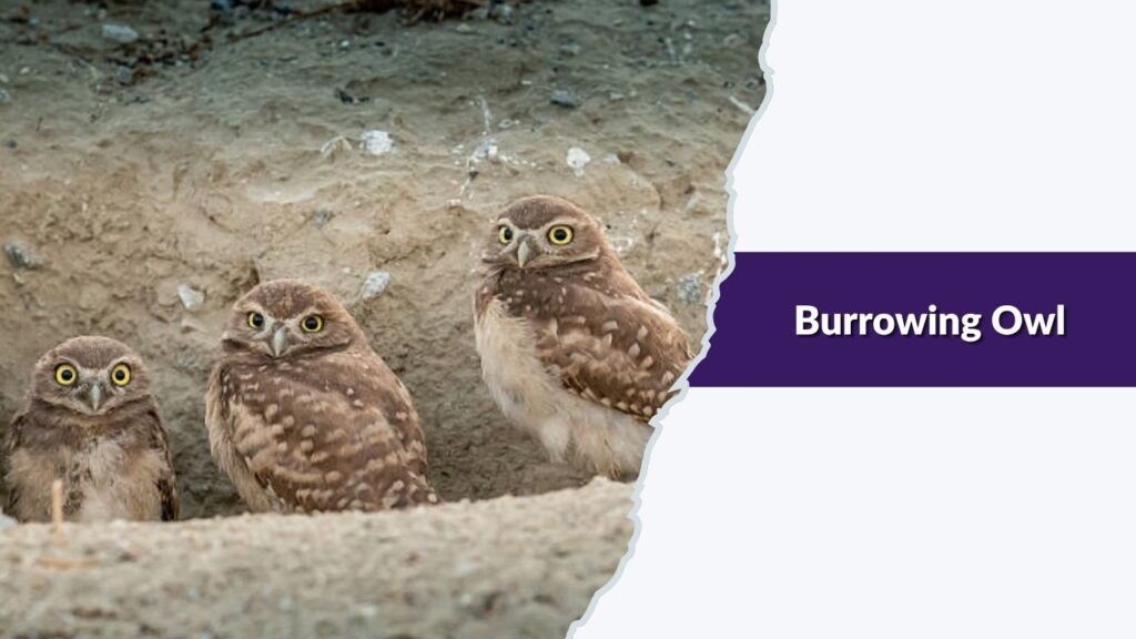 Burrowing Owl