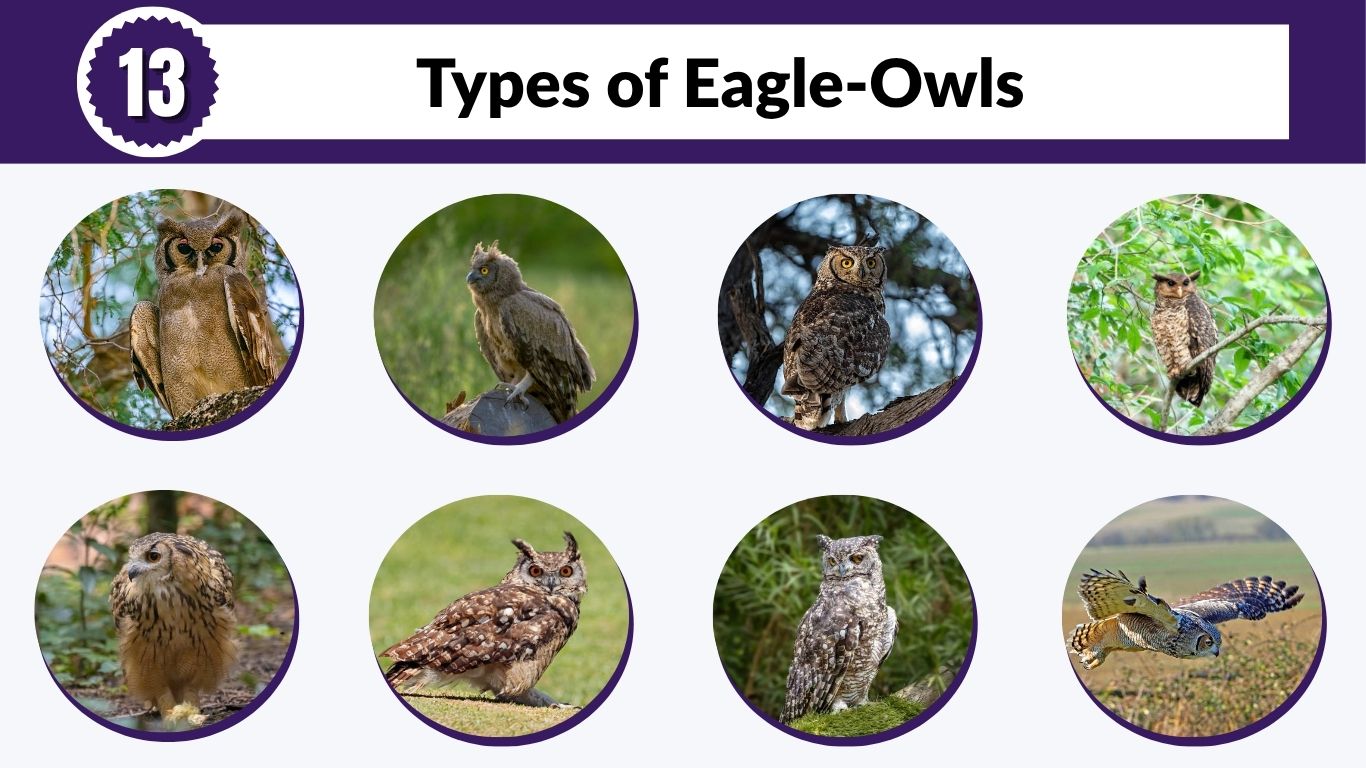 13 Types of Eagle-Owls: Species, Habitat and Identification
