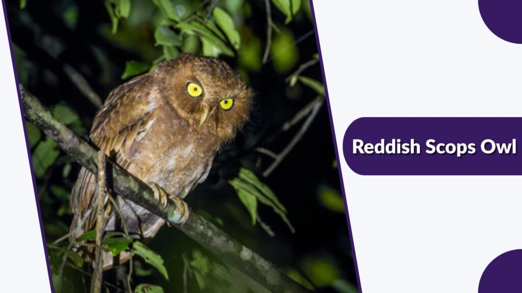 Reddish Scops Owl