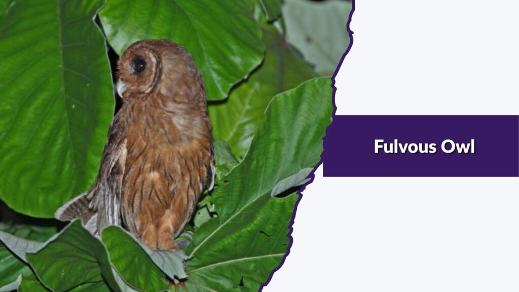 Fulvous Owl