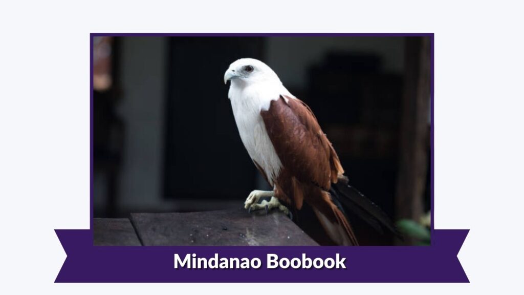 Mindanao Boobook