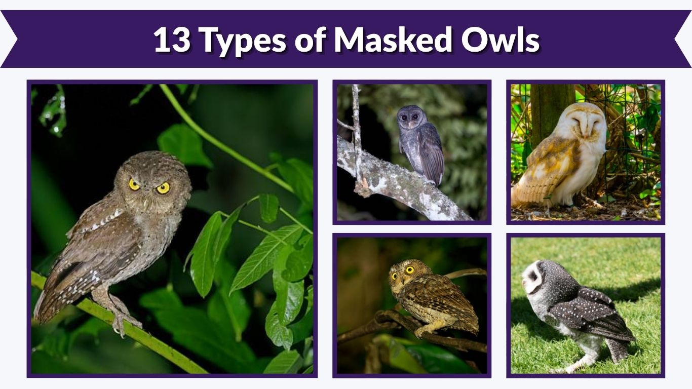 13 Types of Masked Owls: Identification and Pictures