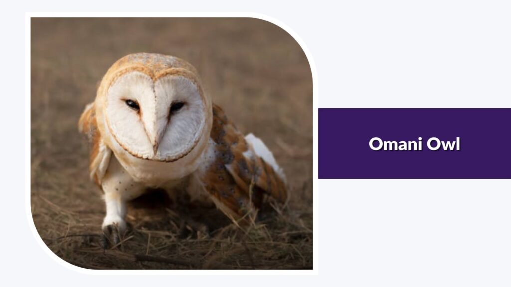 Omani Owl