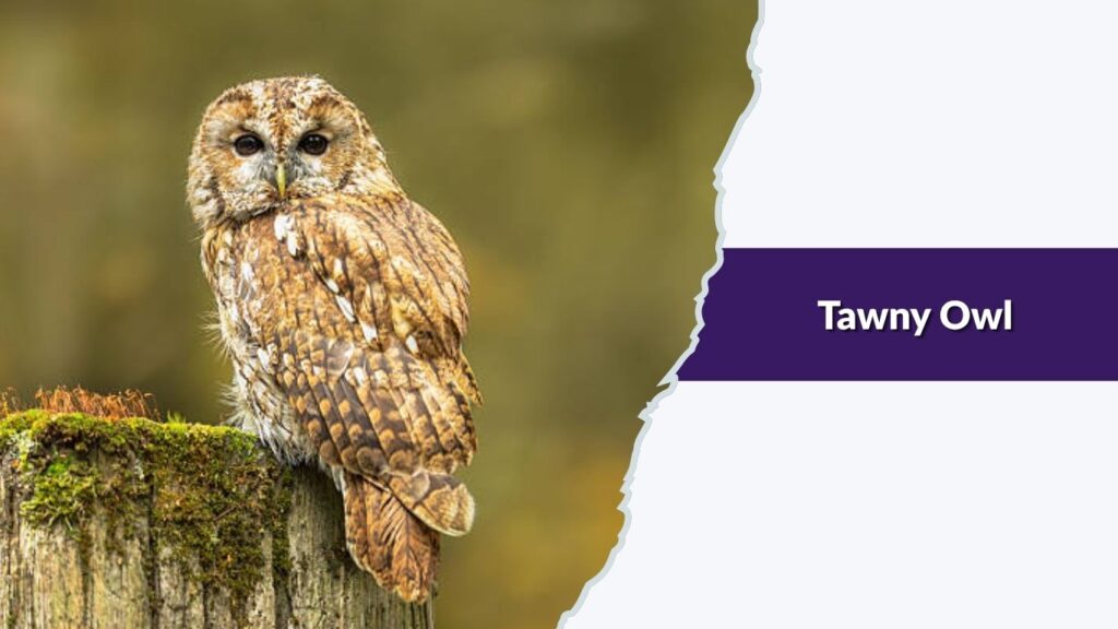 Tawny Owl