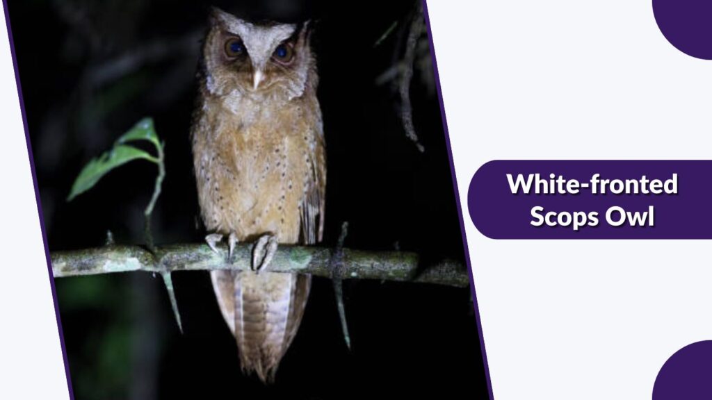 White-fronted Scops Owl