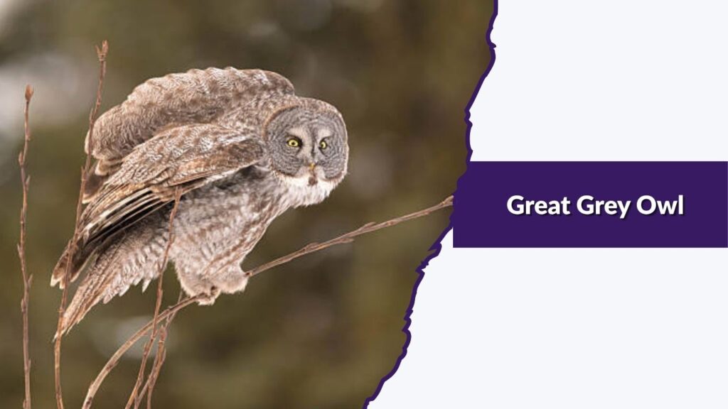 Great Grey Owl