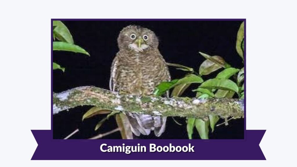 Camiguin Boobook