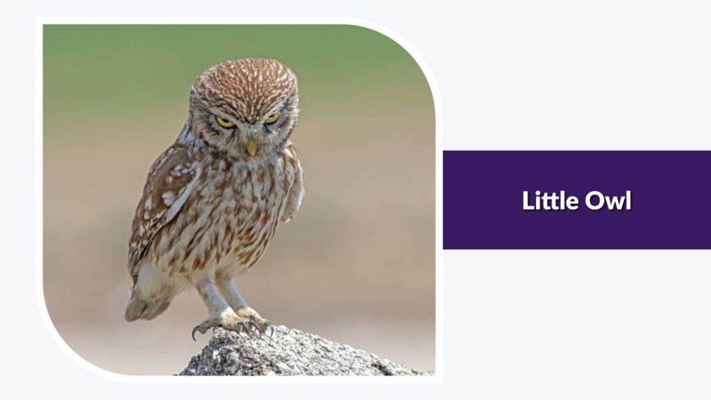 Little Owl