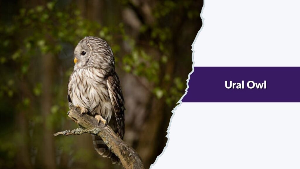 Ural Owl