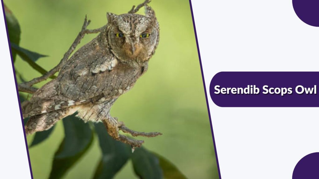 Serendib Scops Owl