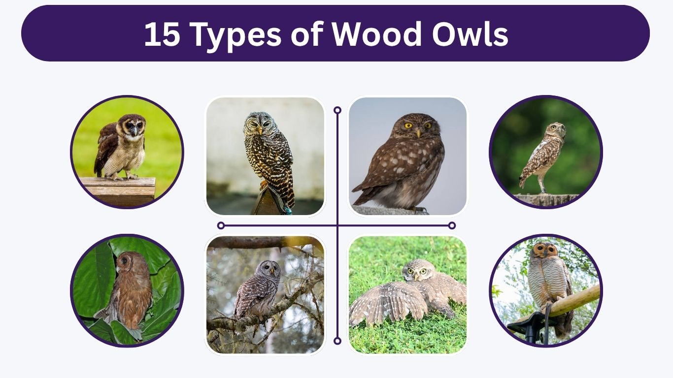 15 Types of Wood Owls: Identification, Range and Pictures