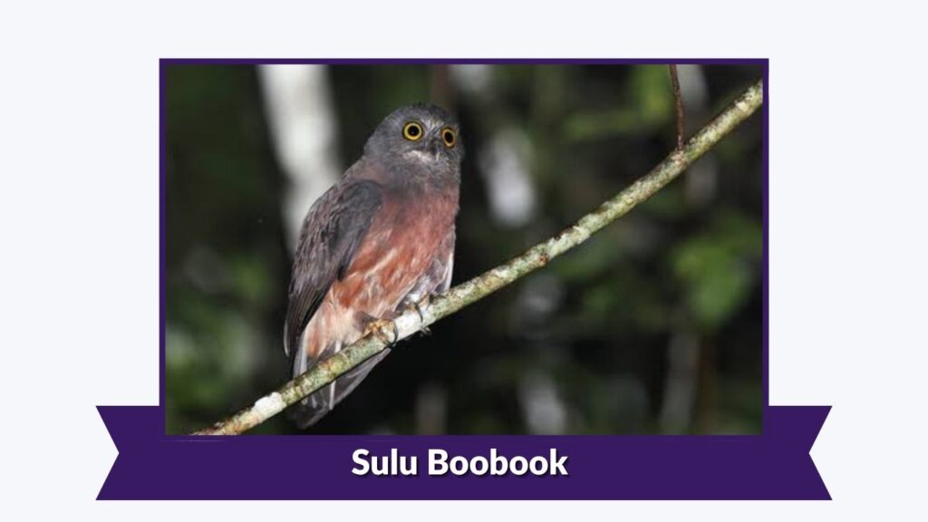 Sulu Boobook