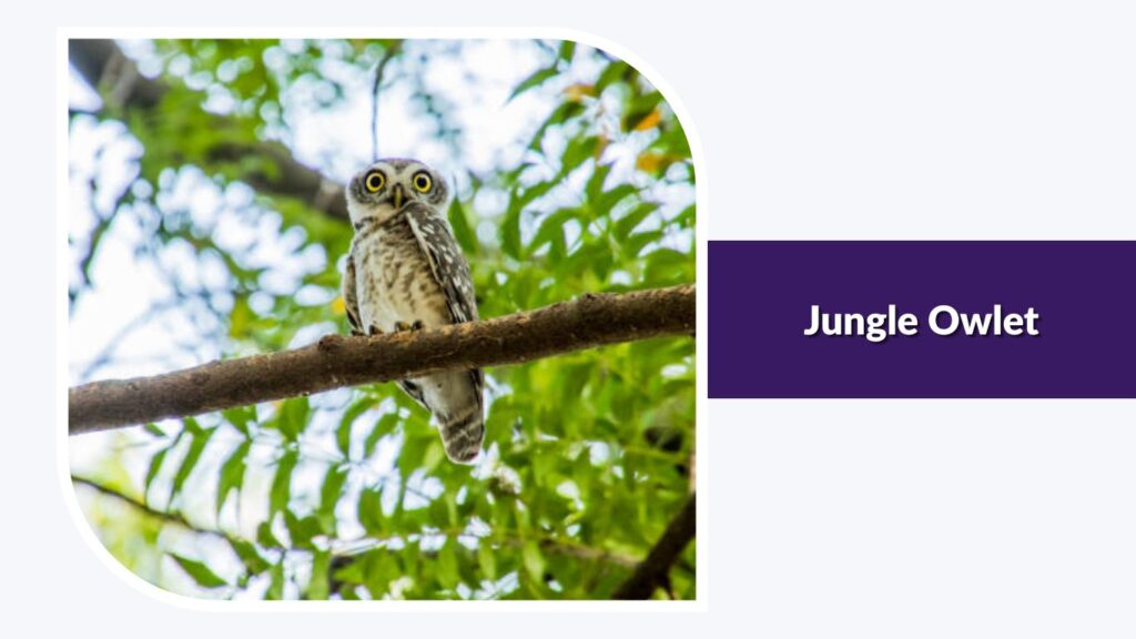 Jungle Owlet
