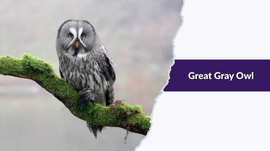 Great Gray Owl