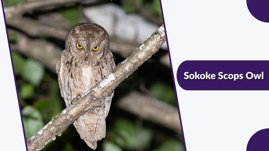 Sokoke Scops Owl