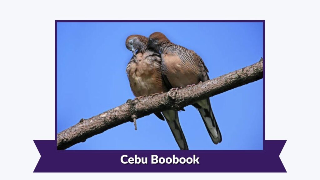 Cebu Boobook