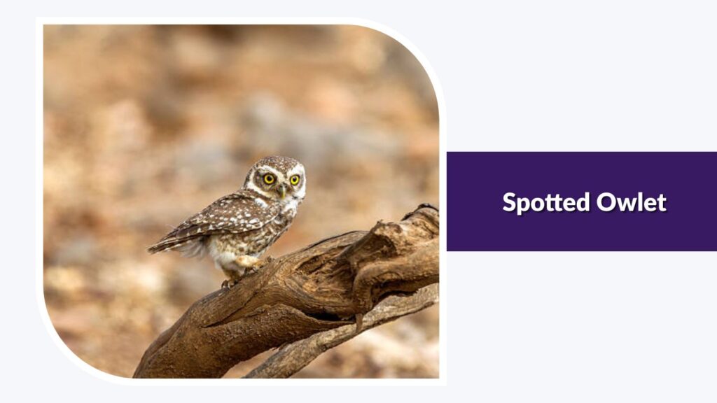 Spotted Owlet