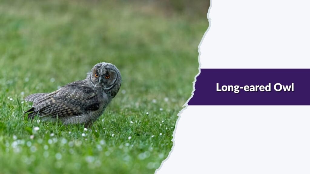 Long-eared Owl