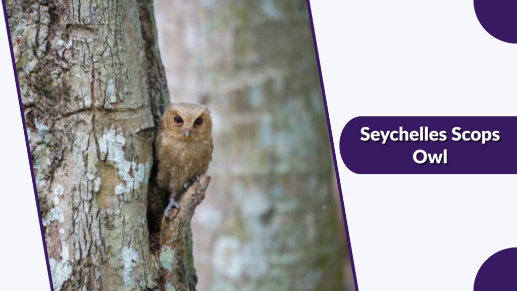 Seychelles Scops Owl