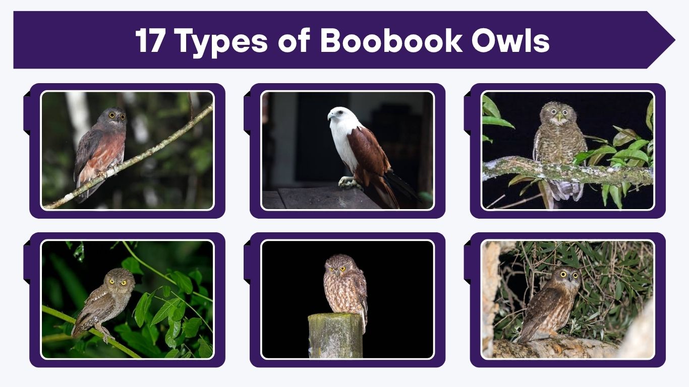 17 Types of Boobook Owls: Identification with Pictures