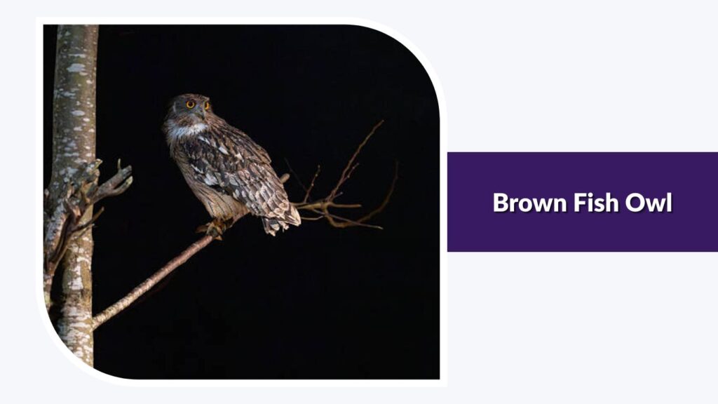 Brown Fish Owl