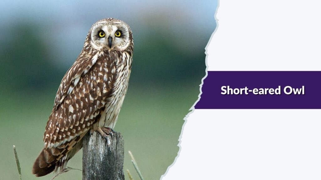 Short-eared Owl