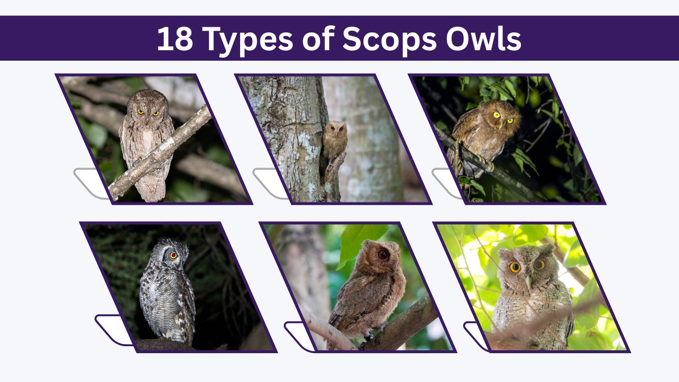 18 Types of Scops Owls: Species and Identification Guide