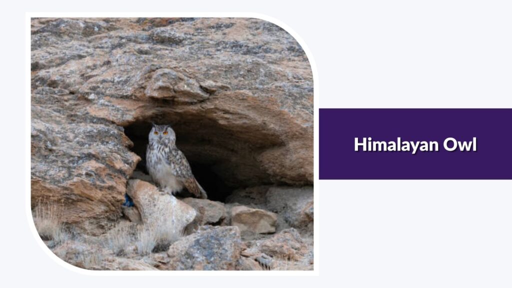 Himalayan Owl