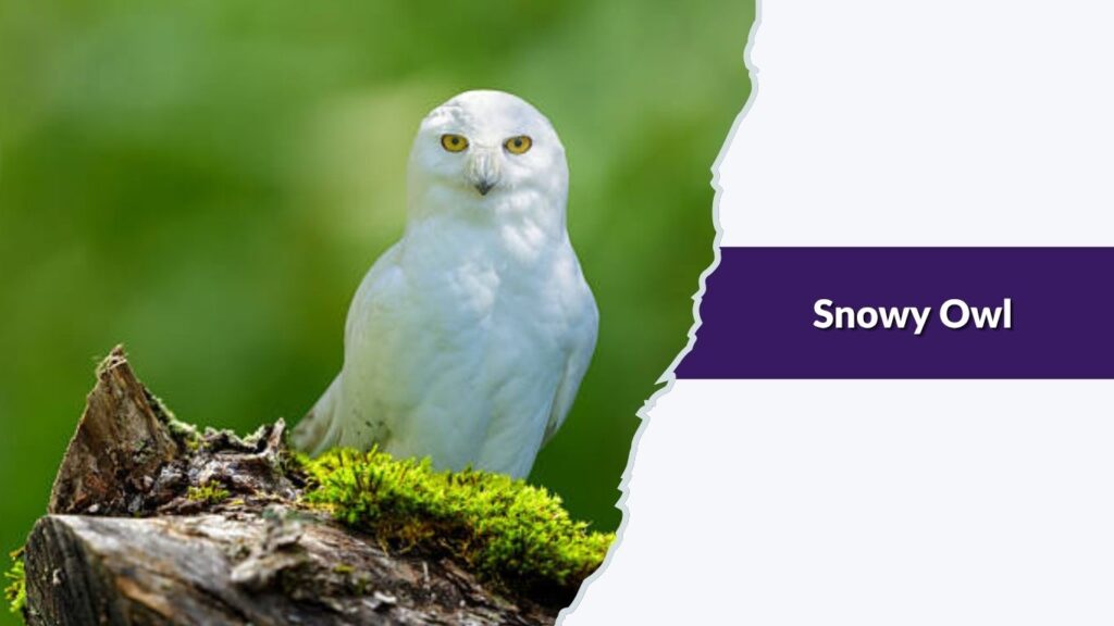 Snowy Owl