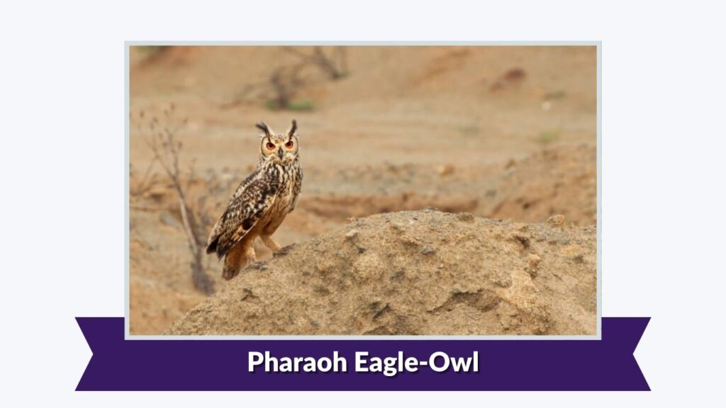 Pharaoh Eagle-Owl