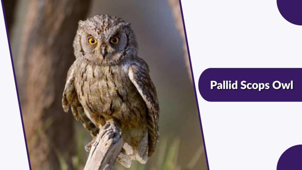 Pallid Scops Owl