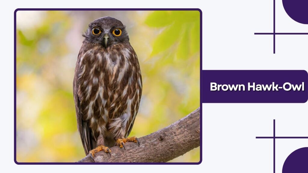 Brown Hawk-Owl
