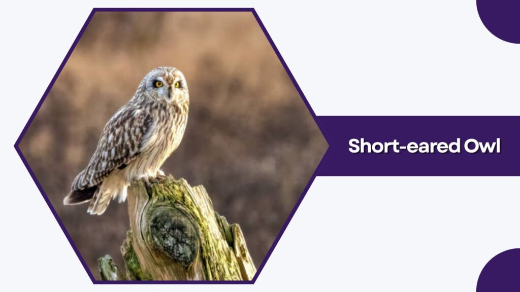 Short-eared Owl