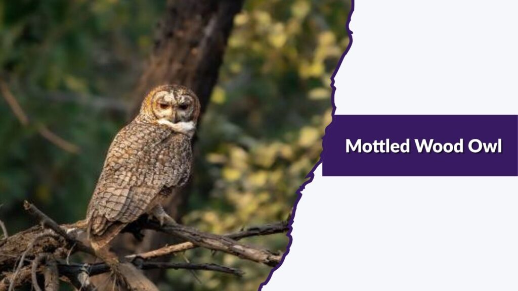 Mottled Wood Owl