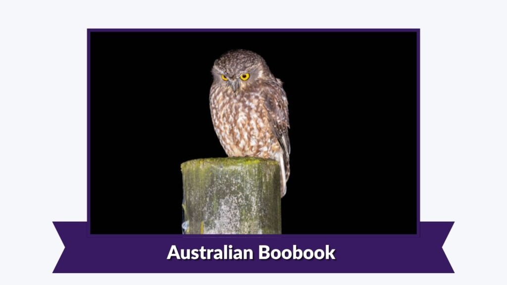 Australian Boobook