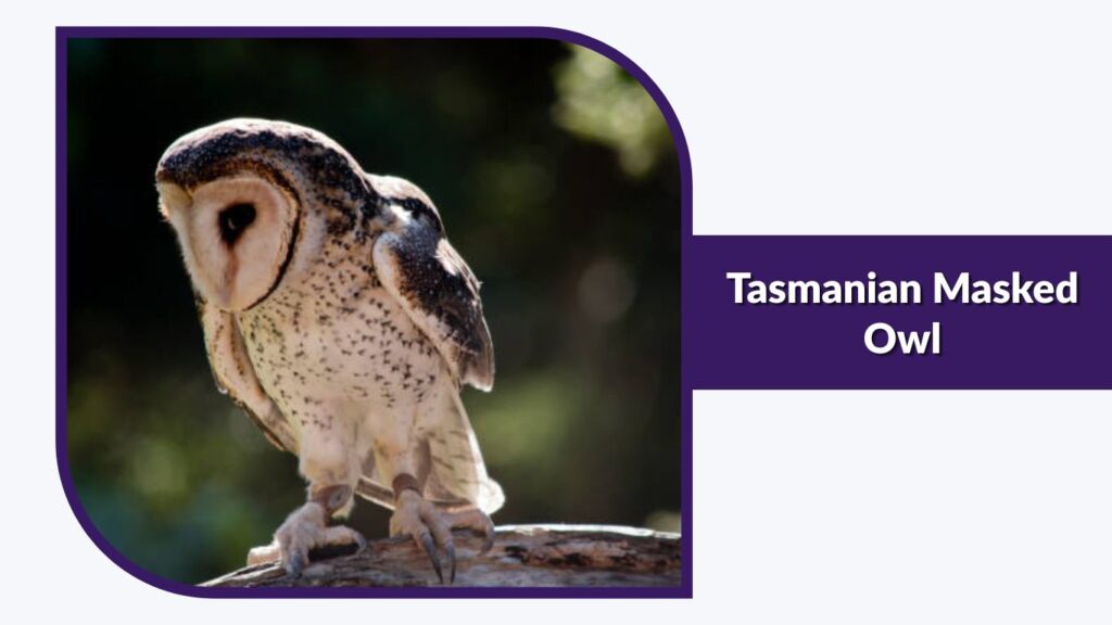 Tasmanian Masked Owl