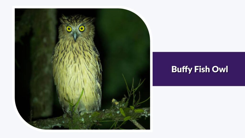 Buffy Fish Owl