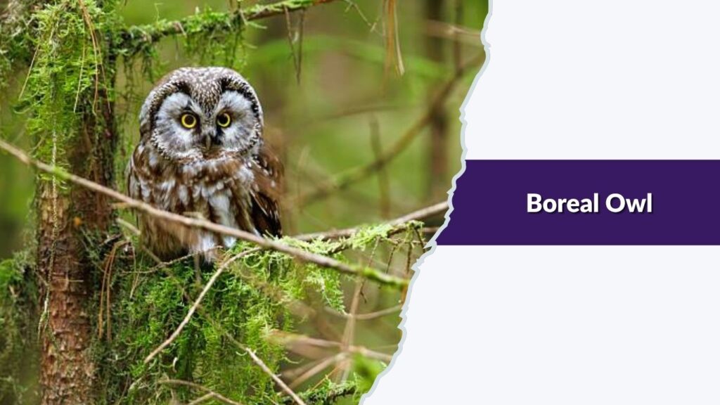 Boreal Owl