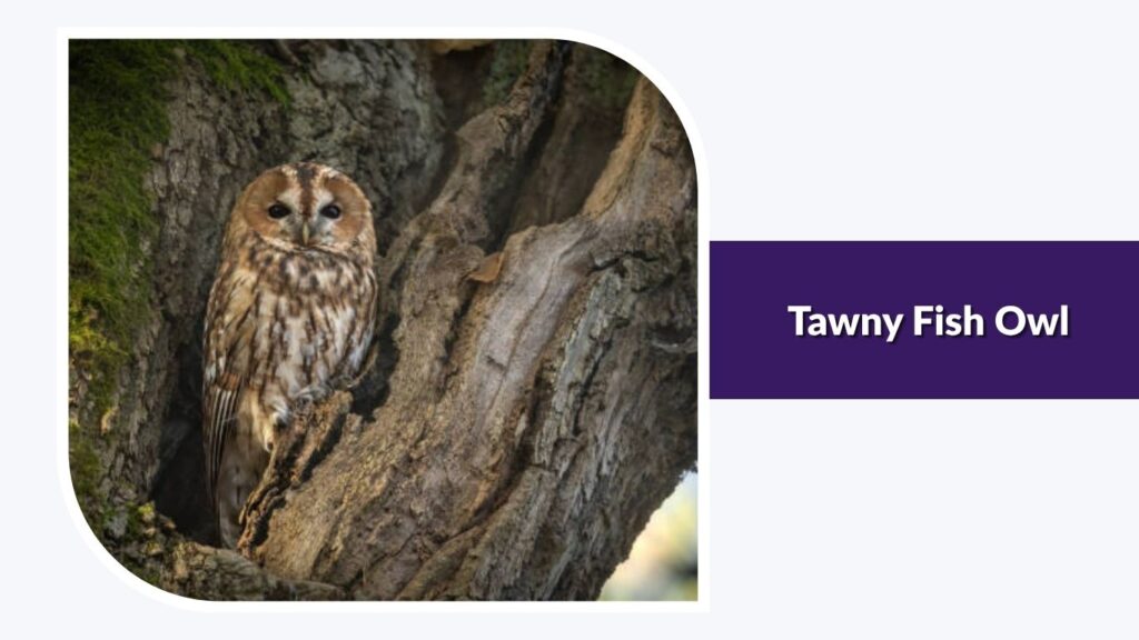 Tawny Fish Owl