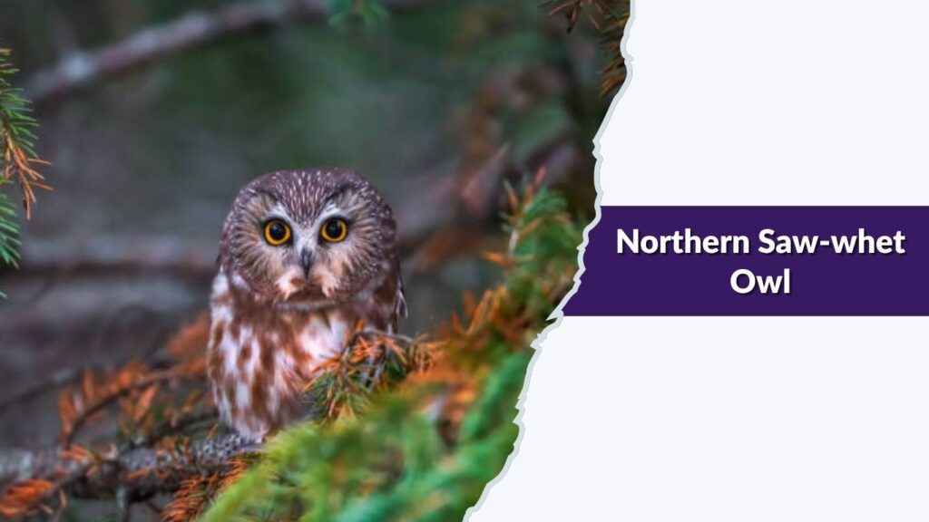 Northern Saw-whet Owl