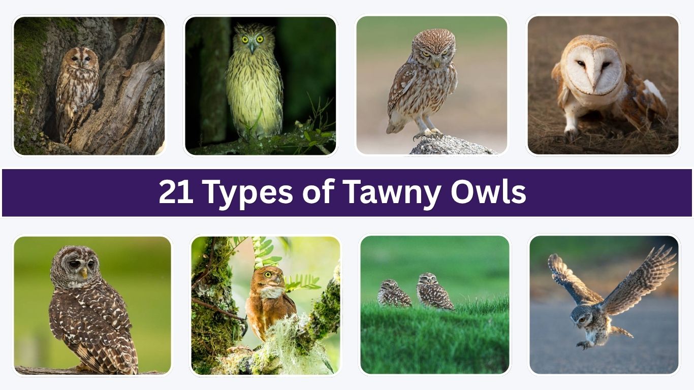 21 Types of Tawny Owls: Species and Identification Guide