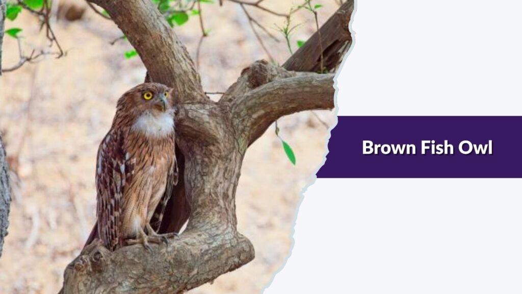 Brown Fish Owl